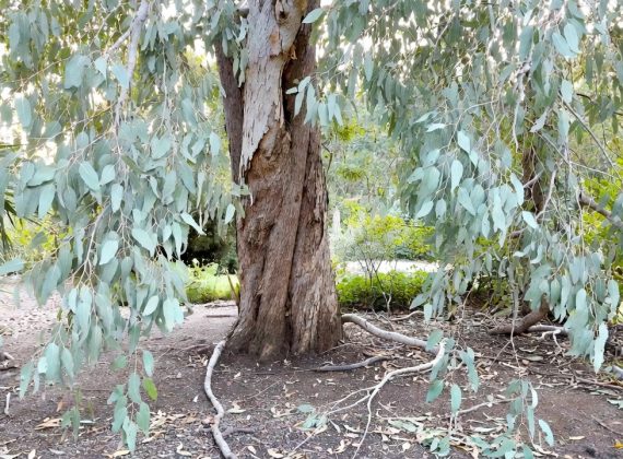 Eucalyptus gunnii : tout ce qu’il faut savoir sur les inconvénients