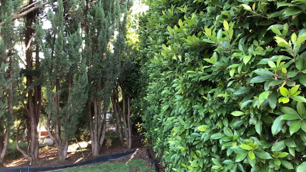 Haie de cyprès et alternatives comme photinia dans un jardin, montrant croissance, densité et barrière anti-racines pour prévenir les problèmes.