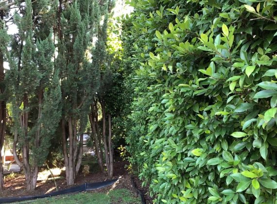 Cyprès : les inconvénients à connaître avant de planter, chiffres clés à l’appui