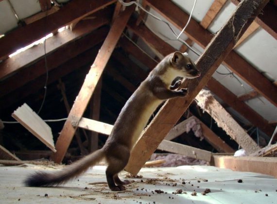 Identifier et éliminer les crottes de fouine : guide complet pour protéger votre habitation