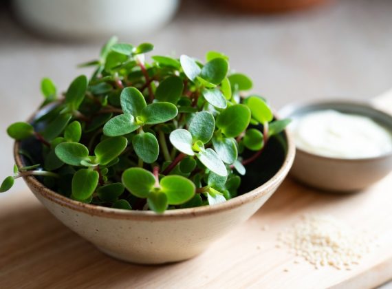 Pourpier : bienfaits, risques et comment le consommer sans danger