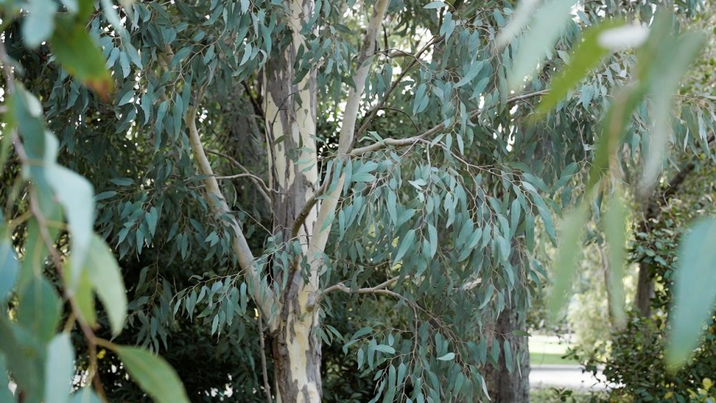 Cider Gum (Eucalyptus gunnii) avec feuillage bleuté, arbre ornemental cultivé en jardin.