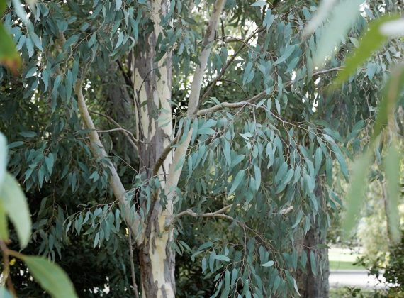 Cider Gum : culture, plantation & taille