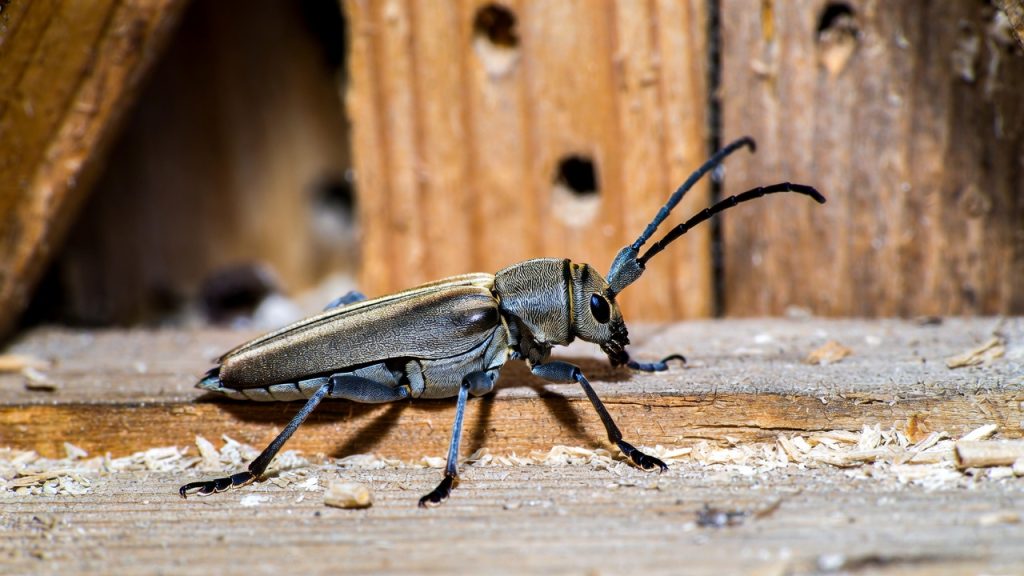 Capricorne des maisons sur une poutre en bois avec trous et dégâts visibles dans la charpente.