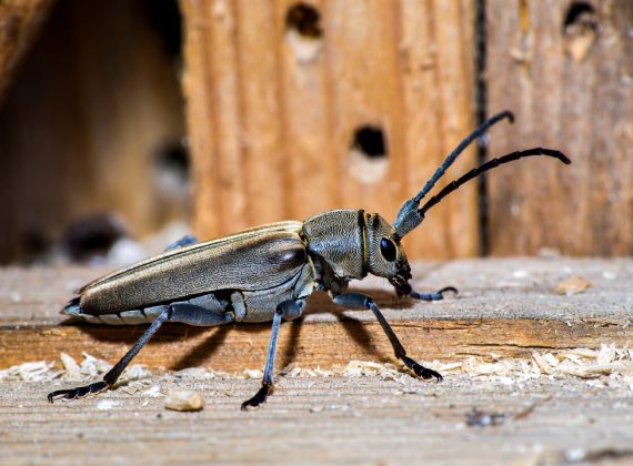 Insecte bois capricorne : reconnaître les signes et évaluer les dégâts