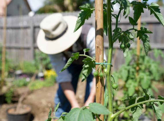 Comment utiliser efficacement le canetaupe pour protéger votre jardin