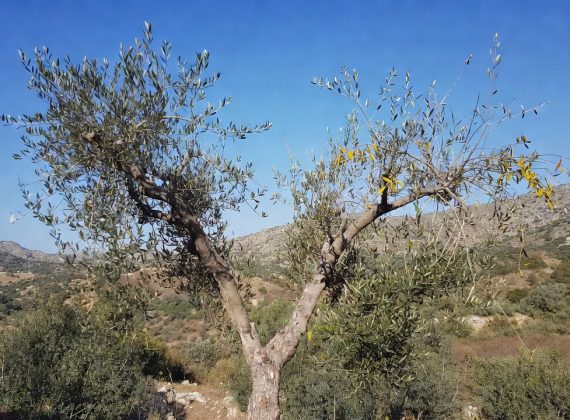 Pourquoi mon olivier perd-il ses feuilles et comment y remédier